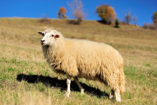 Sheep on a autumn field
