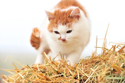 Cat on a straw