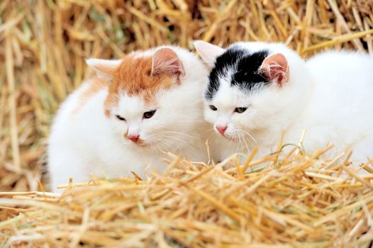 Cat on a straw