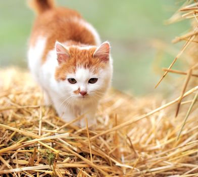 Cat on a straw