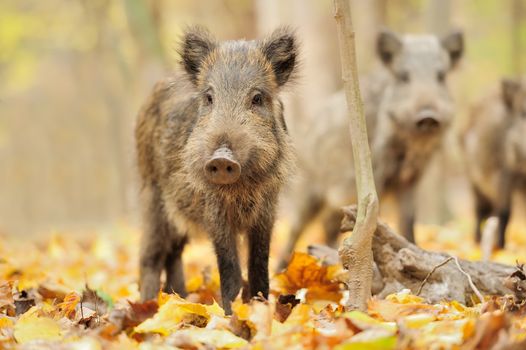 Wild boar in autumn forest