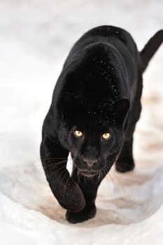 Beautiful leopard on snow