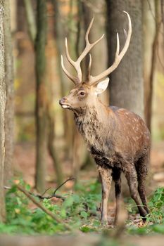 Deer in autumn forest