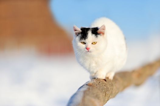 Kitten sits on a branch in winter