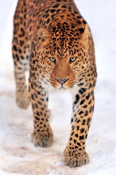 Beautiful leopard on snow 