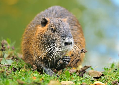 The coypu standing and eating in water