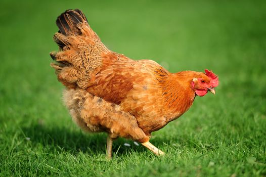 Brown open range chicken in grass covered fiel