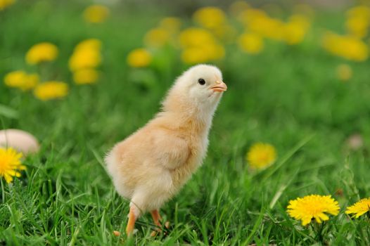 Little chicken on the grass