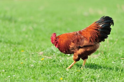 Beautiful Rooster in grass on a farm
