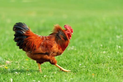 Beautiful Rooster in grass on a farm