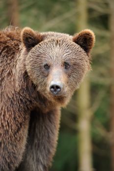 Brown bear in forest after rain