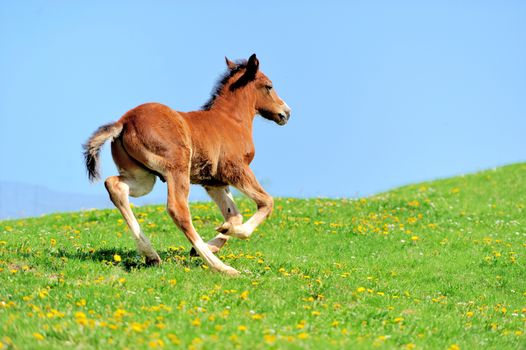 Colt on a meadow in summer day