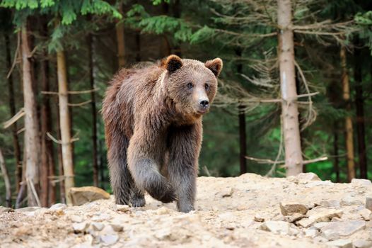 Brown bear in forest after rain