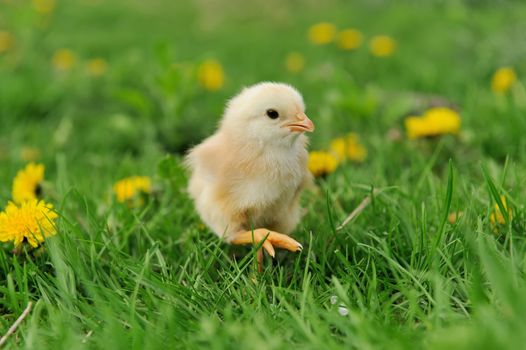 Little chicken on the grass