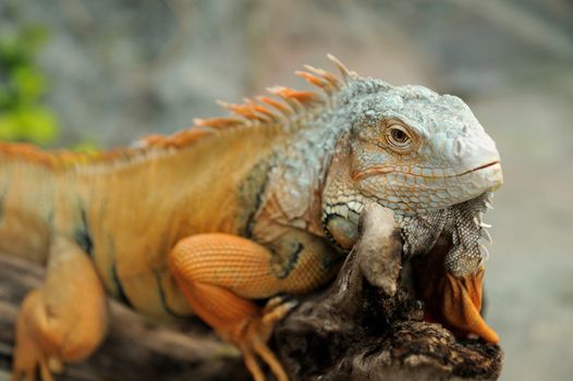 Portrait of macro shot on iguana head