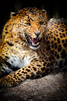 Close-up leopard portrait