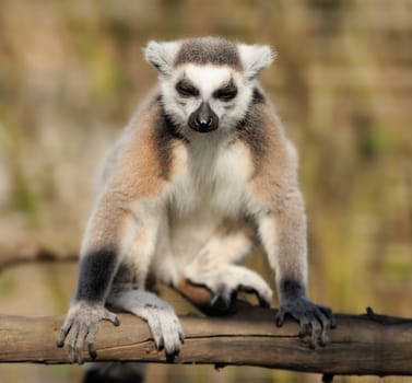 Young ring-tailed lemur