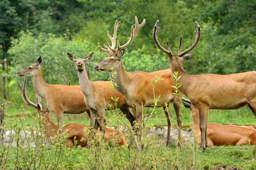 Wild red deer in nature