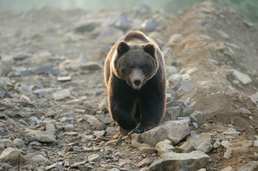 A brown bear in the forest