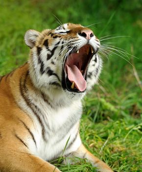 Close-up beautiful tiger in grass