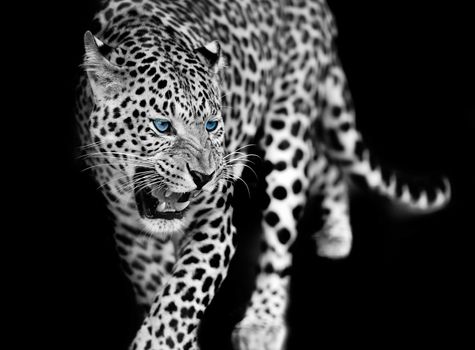 Young leopard on dark background