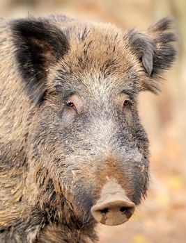 Male wild boar in autumn, in the forest