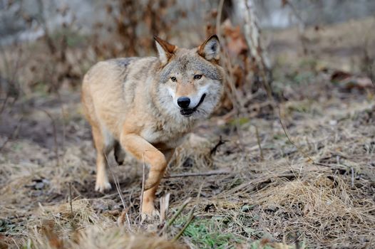 Wild wolf in forest