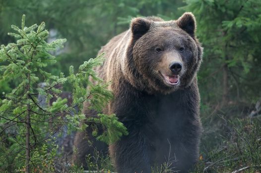 Bear in forest