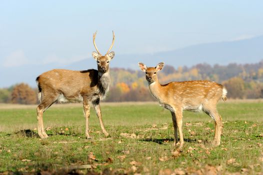 Beautiful Red Deer in meadow