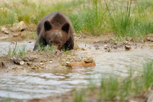 Brown bear cub in a water