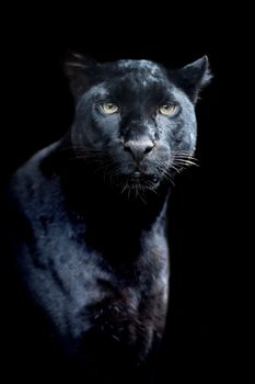 Black leopard