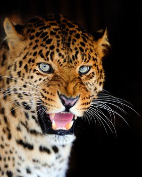 Leopard portrait on dark background