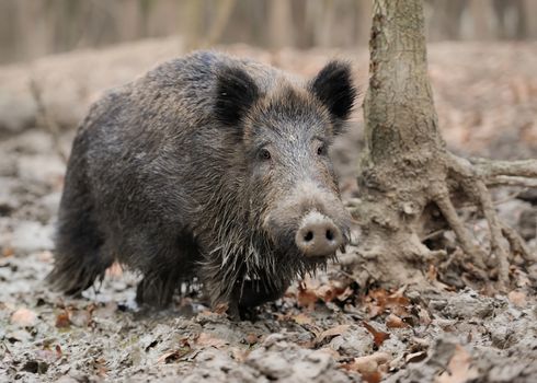 Wild boar in autumn forest