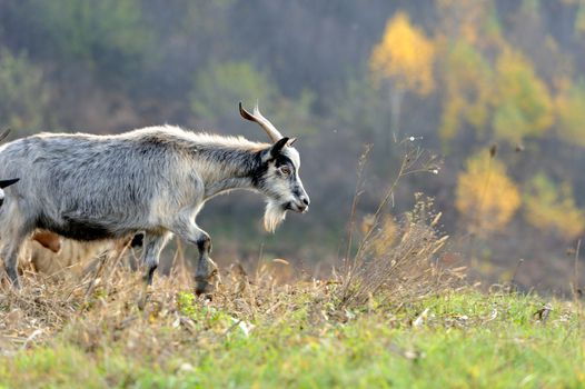 Goat in meadow. Goat herd