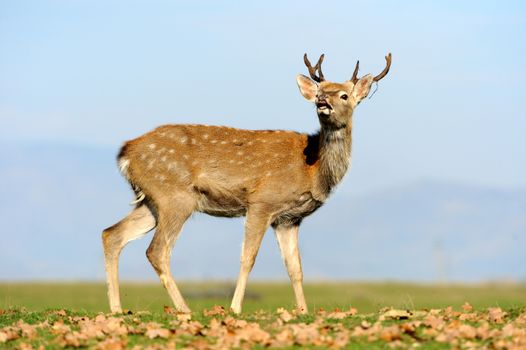 Beautiful Red Deer in meadow