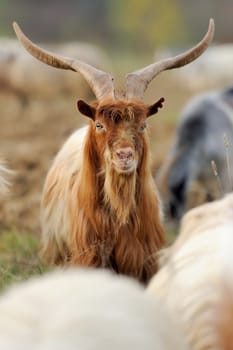 Goat in meadow. Goat herd