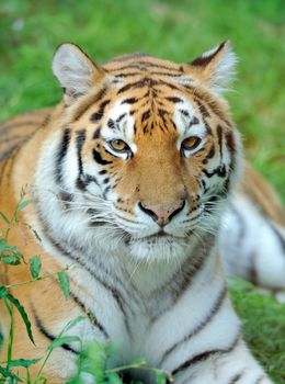 Close-up beautiful tiger in grass