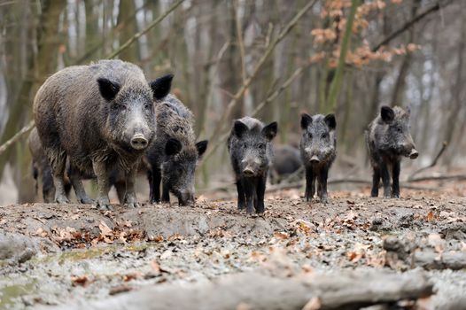 Wild boar in autumn forest