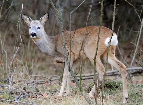 Deer in forest