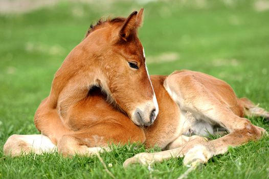 Colt on a meadow in summer day