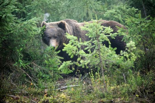 Young brown bear in the wild forest