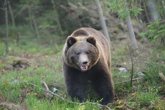 A brown bear in the forest