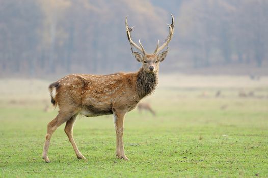 Deer in autumn field