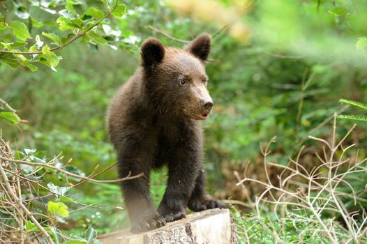 Brown bear cub in a forest