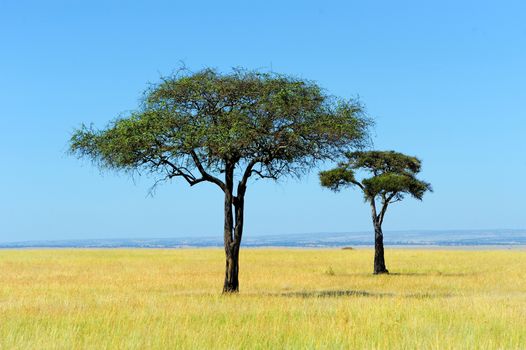 Savannah landscape in the national park in kenya