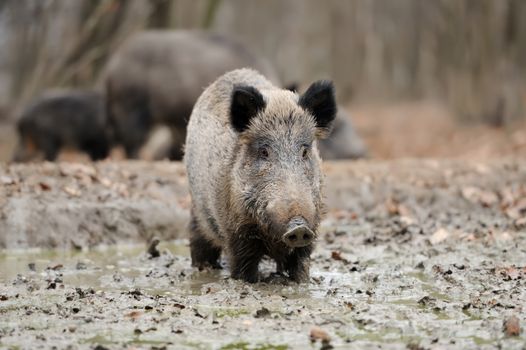 Wild young boar in autumn forest