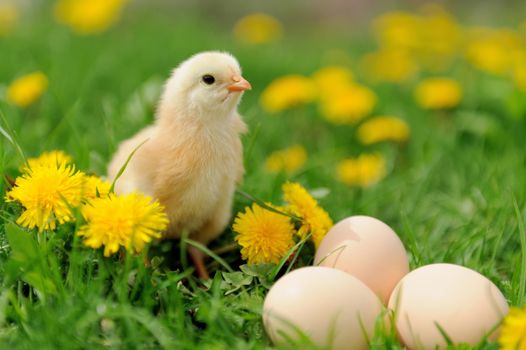 Little chicken and egg on the grass