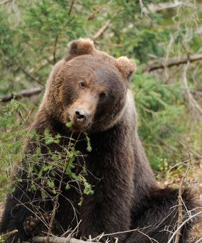 A brown bear in the forest