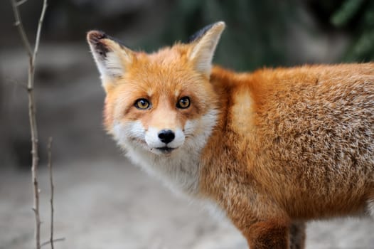 Fox portrait in natural habitat