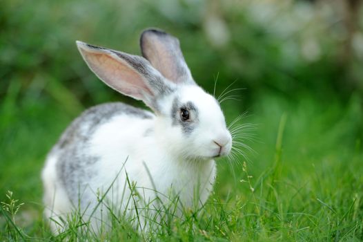 Baby rabbit in grass. Summer day